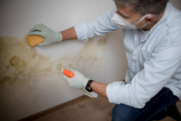 Best Home Mold Removal  in Pemberwick, CT