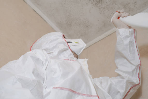 Best Best Mold Removal Companies  in Pemberwick, CT