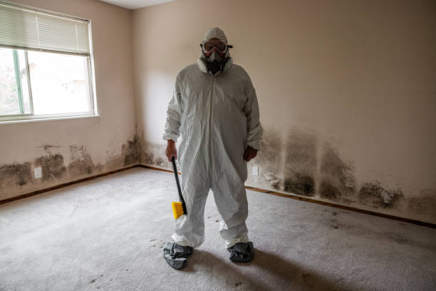 Office Mold Removal Services in Pemberwick, CT