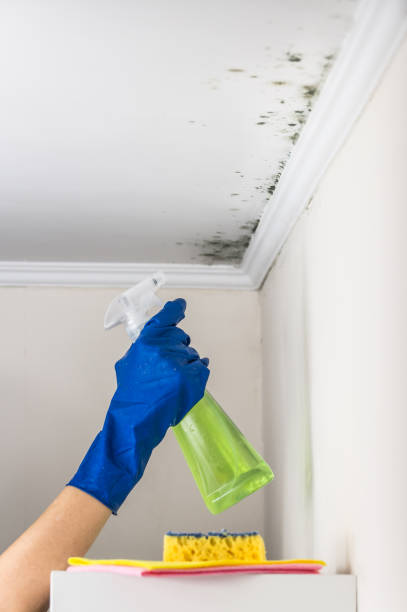 Best Professional Mold Removal  in Pemberwick, CT