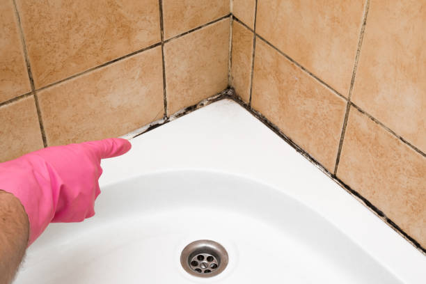 Best Certified Mold Removal  in Pemberwick, CT